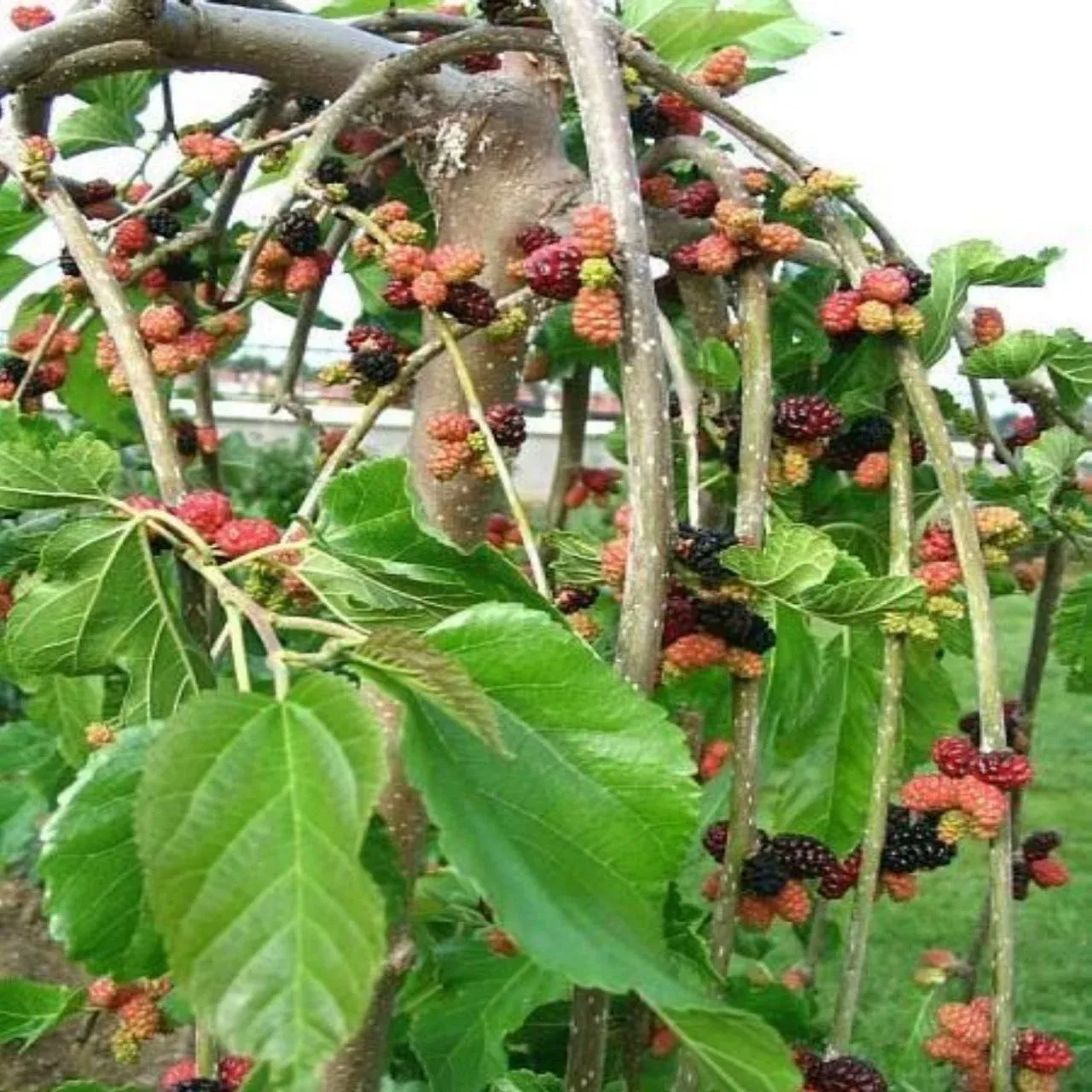 TERS DUT FİDANI 3 YAŞ SAKSILI