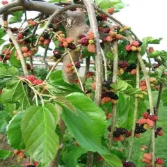 TERS DUT FİDANI 3 YAŞ SAKSILI