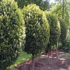 DEFNE FİDANI 4 YAŞ SAKSILI