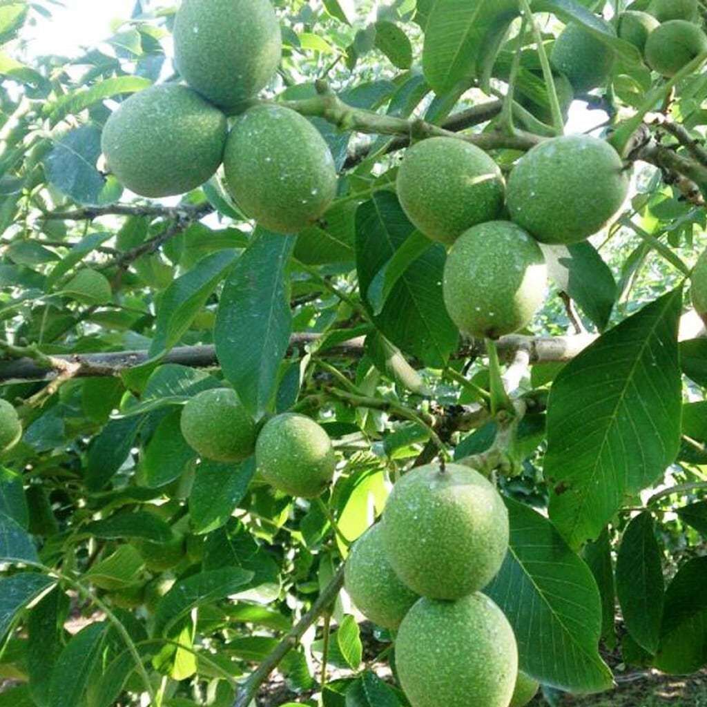 4 YAŞ AŞILI FERNOR CEVİZ FİDANI SAKSILI