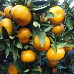 4 YAŞ SATSUMA MANDALİNA FİDANI SAKSILI