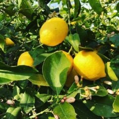 4 Yaş Aşılı Yediveren Limon Fidanı Saksılı