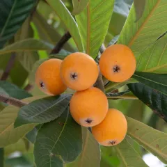 4 YAŞ YENİ DÜNYA FİDANI SAKSILI