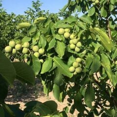 3 YAŞ TÜPLÜ CHANDLER CEVİZ FİDANI