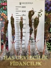 3 YAŞ TÜPLÜ CHANDLER CEVİZ FİDANI