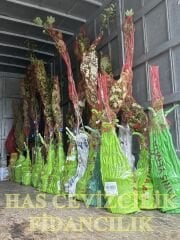 3 YAŞ TÜPLÜ CHANDLER CEVİZ FİDANI