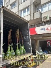 3 YAŞ TÜPLÜ CHANDLER CEVİZ FİDANI