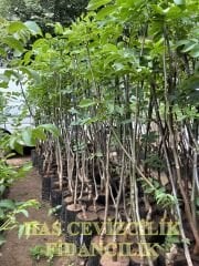 3 YAŞ TÜPLÜ CHANDLER CEVİZ FİDANI