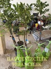 3 YAŞ TÜPLÜ CHANDLER CEVİZ FİDANI