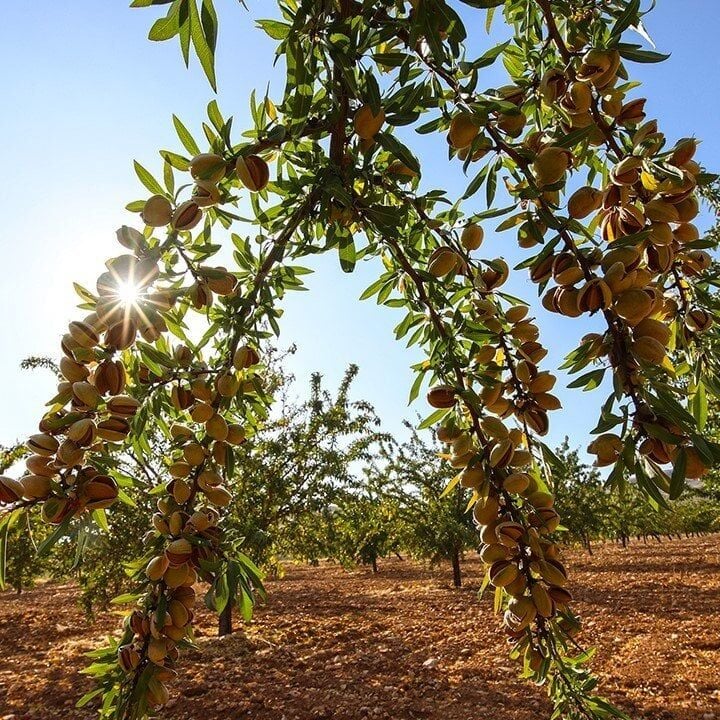 3 YAŞ TÜPLÜ FERRAGNES BADEM FİDANI