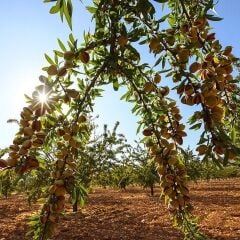 3 YAŞ TÜPLÜ FERRAGNES BADEM FİDANI