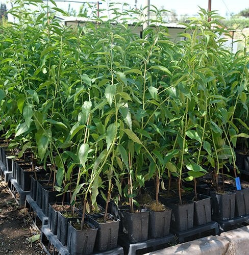 3 YAŞ TÜPLÜ FERRADUEL BADEM FİDANI