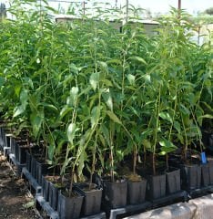 3 YAŞ TÜPLÜ FERRADUEL BADEM FİDANI