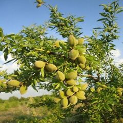 3 YAŞ TÜPLÜ BERTİNA BADEM FİDANI