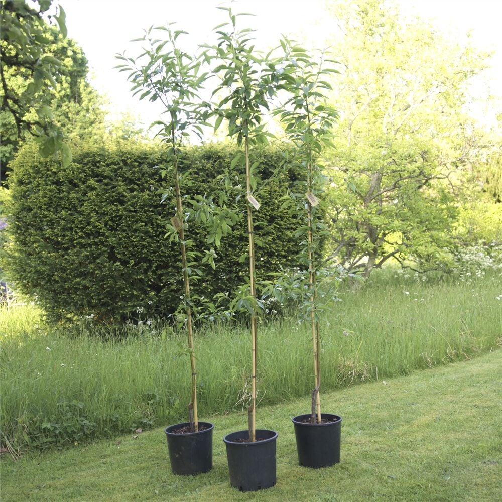 3 YAŞ TÜPLÜ MAKAKO BADEM FİDANI