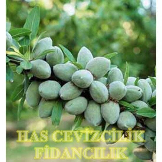 3 YAŞ TÜPLÜ MAKAKO BADEM FİDANI