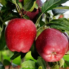3 YAŞ TÜPLÜ STARKİNG ELMA FİDANI