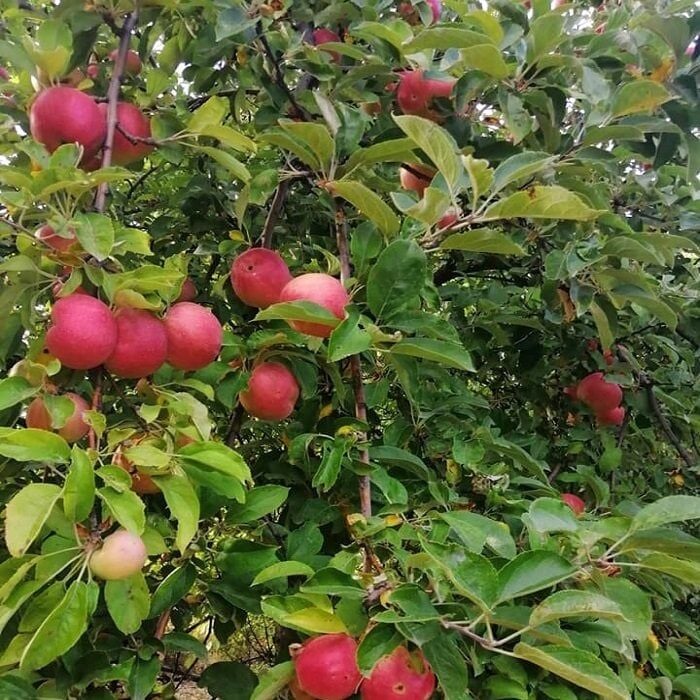 3 YAŞ TÜPLÜ ÇITIR AMASYA ELMA FİDANI