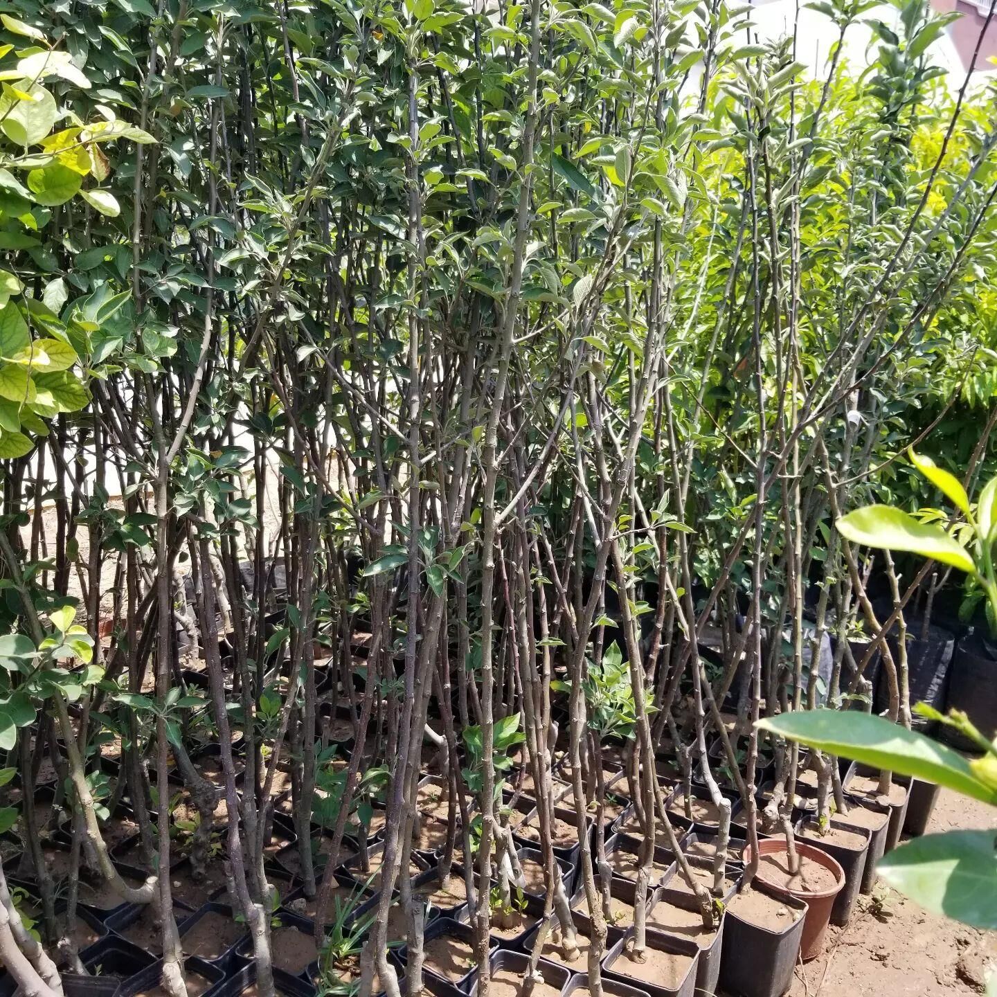 3 YAŞ TÜPLÜ YAZ ELMASI FİDANI