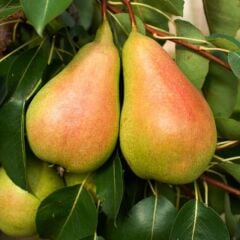 3 YAŞ TÜPLÜ SANTA MARİA ARMUT FİDANI