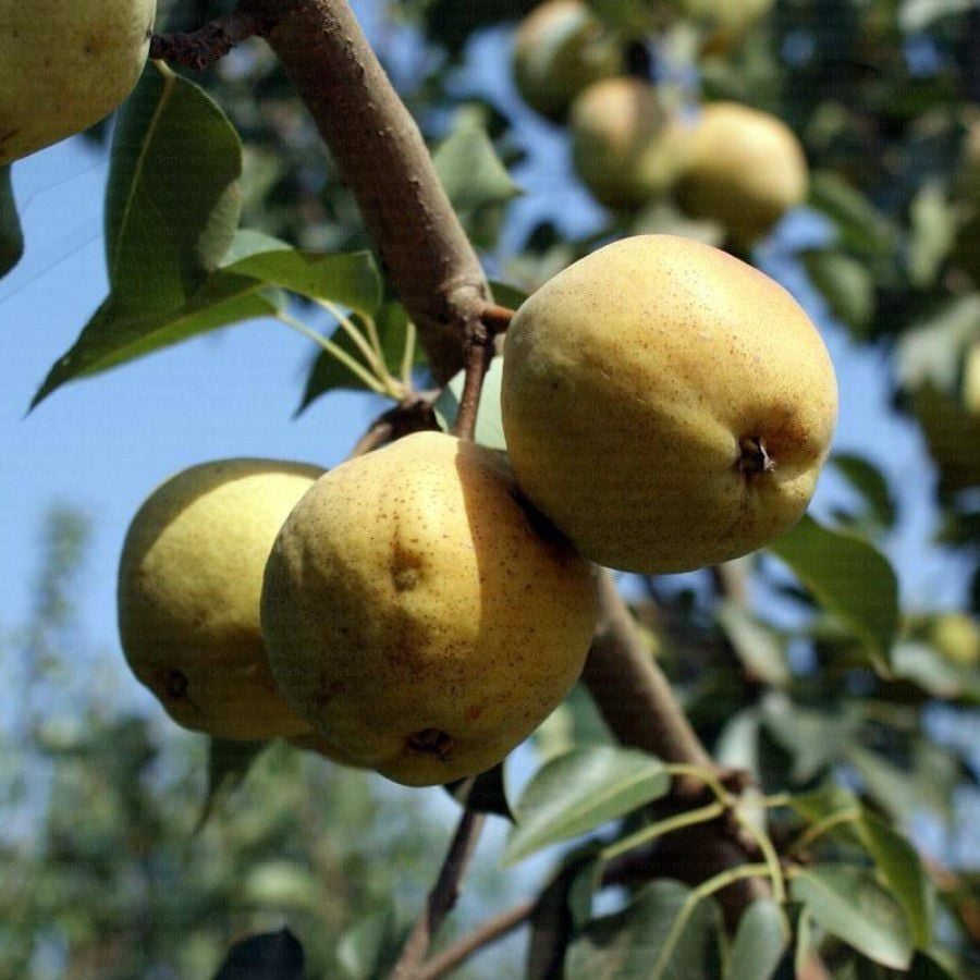 3 YAŞ TÜPLÜ MARGARİT ARMUT FİDANI
