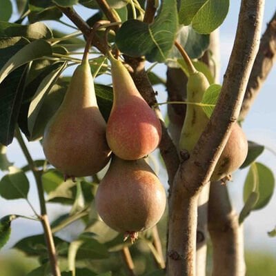 3 YAŞ TÜPLÜ HAZİRAN GÜLÜ ARMUT FİDANI