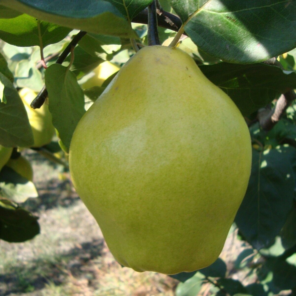 Ege 22 Ayva Fidanı - Tüplü - 3 Yaş