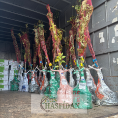 Ege 22 Ayva Fidanı - Tüplü - 3 Yaş