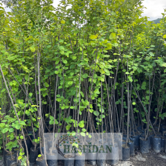 Ege 22 Ayva Fidanı - Tüplü - 3 Yaş