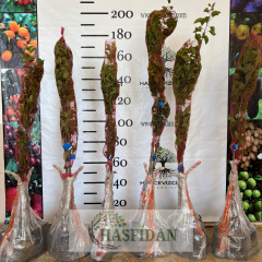 Eşme Ayva Fidanı - Tüplü - 3 Yaş