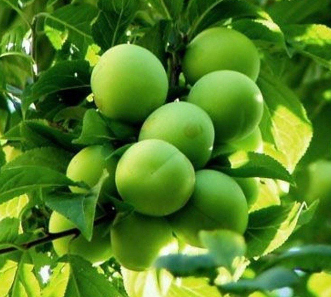 3 YAŞ TÜPLÜ PAPAZ ERİK FİDANI