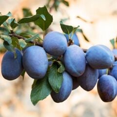 3 YAŞ TÜPLÜ MÜRDÜM ERİK FİDANI