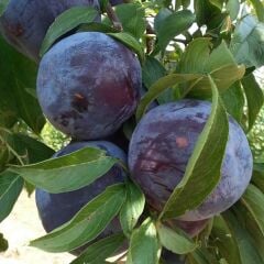 3 YAŞ TÜPLÜ ANJELİKA ERİK FİDANI