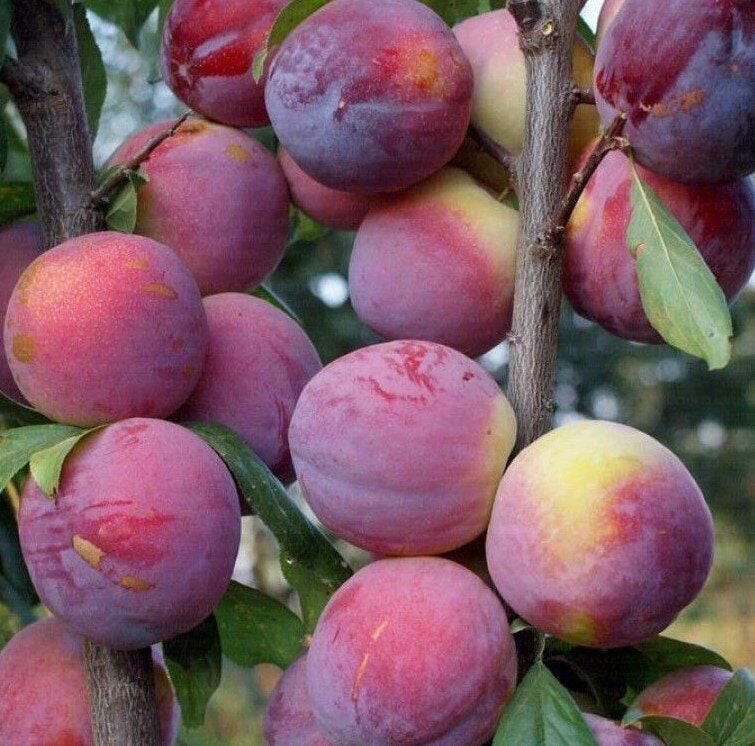 3 YAŞ TÜPLÜ FORTUNA ERİK FİDANI