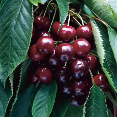 Napolyon Kiraz Fidanı - Tüplü - 3 Yaş