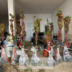 Regina Kiraz Fidanı - Tüplü - 3 Yaş