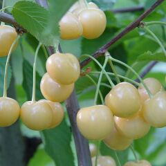 3 YAŞ TÜPLÜ BEYAZ KİRAZ FİDANI