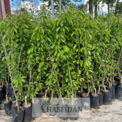 Beyaz Kiraz Fidanı - Tüplü - 3 Yaş