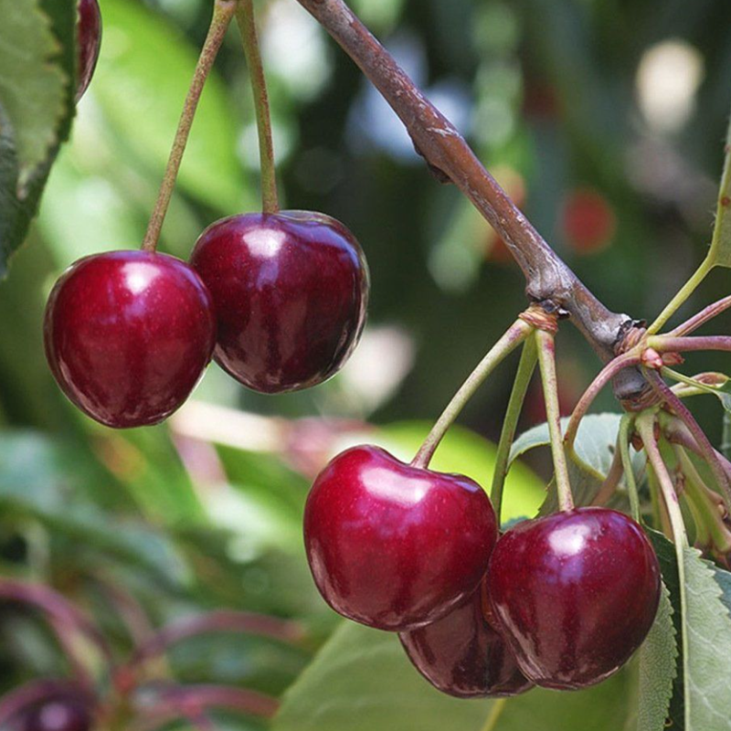 3 YAŞ TÜPLÜ BURLAT KİRAZ FİDANI