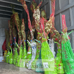 Early Burlat Kiraz Fidanı - Tüplü - 3 Yaş