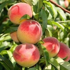 3 YAŞ TÜPLÜ ERKENCİ ŞEFTALİ FİDANI