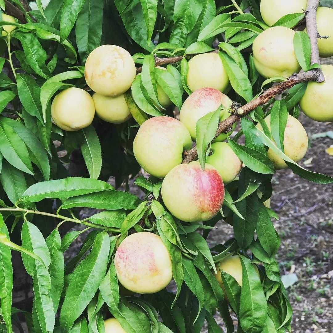 3 YAŞ TÜPLÜ BEYAZ NEKTARİN FİDANI