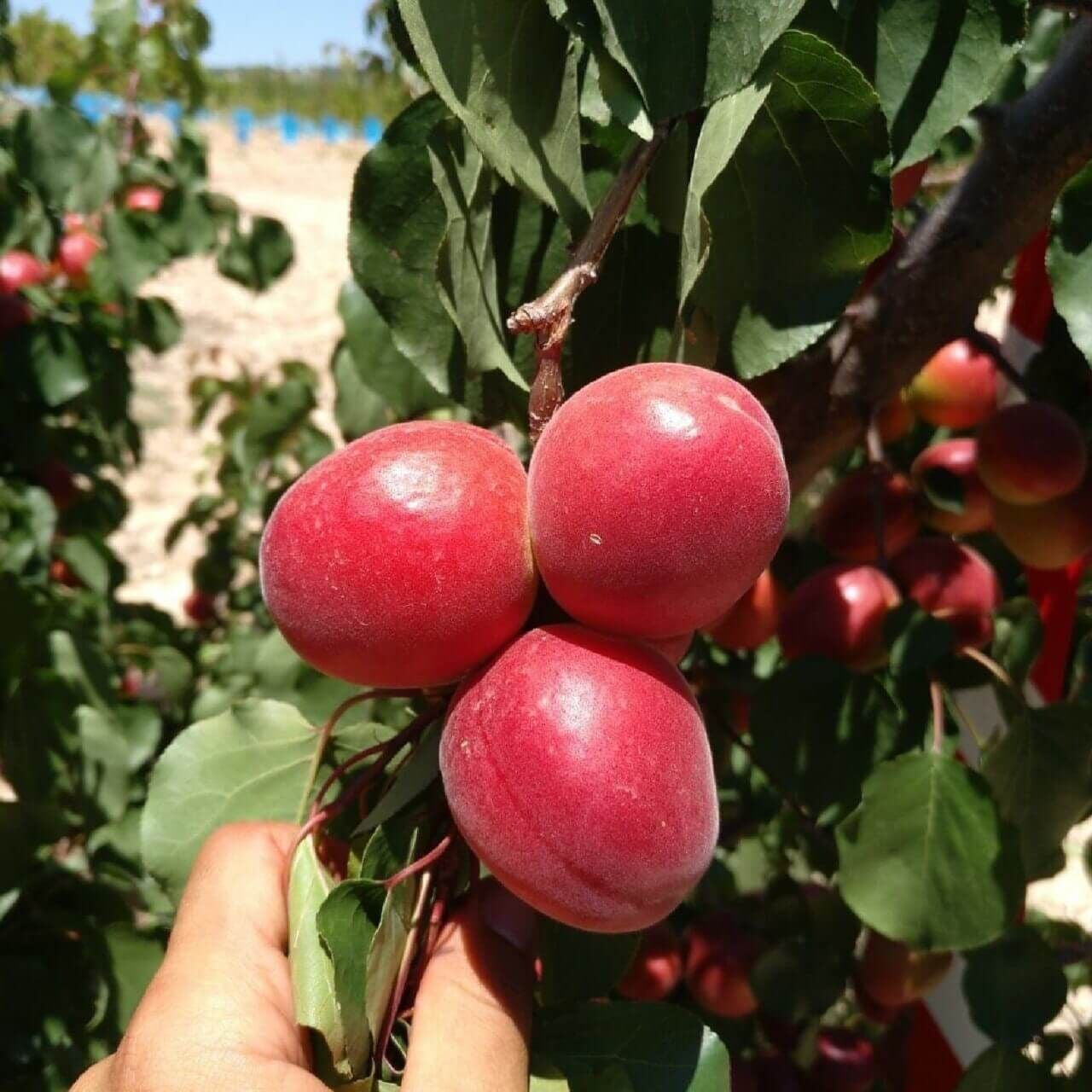 3 YAŞ TÜPLÜ PERFECT RED KAYISI FİDANI
