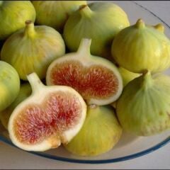 3 YAŞ TÜPLÜ AYDIN BEYAZ İNCİR FİDANI