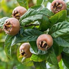 3 YAŞ TÜPLÜ MUŞMULA FİDANI