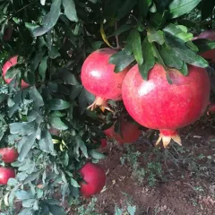 3 Yaş Tüplü Tatlı Nar Fidanı