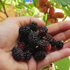 3 YAŞ TÜPLÜ SİYAH DUT (KARADUT) FİDANI