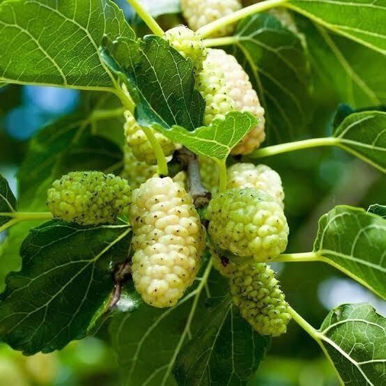 3 YAŞ TÜPLÜ BEYAZ DUT FİDANI