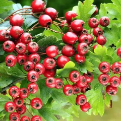 3 YAŞ TÜPLÜ KIRMIZI ALIÇ FİDANI