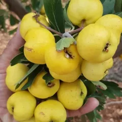 3 Yaş Tüplü Sarı Alıç Fidanı